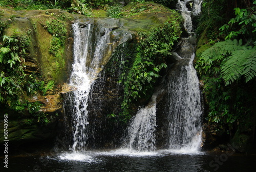 Wonders of the Amazon Rainforest in the Viceroyalty of Peru