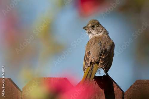 Green-tailed towhee (Pipilo chlorurus);  Nighthawk Gardens;  Wyoming
 photo