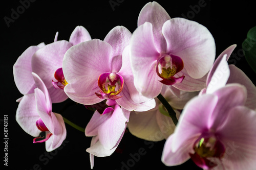 A gorgeous Phalaenopsis hybrid orchid in bloom. Soft petals  pastel colors and black background.