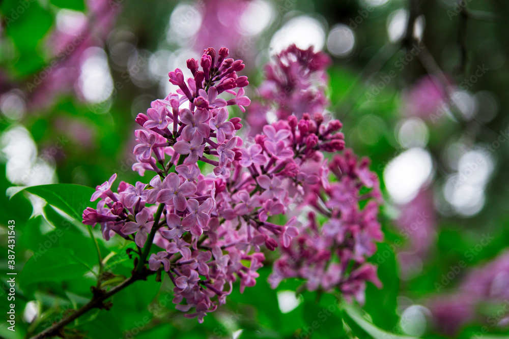 Blossom of violet and purple lilac flowers bush in spring Blossom of violet and purple lilac flowers bush in spring