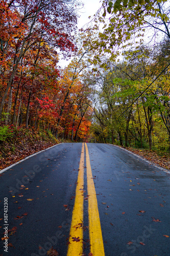 road in autumn forest