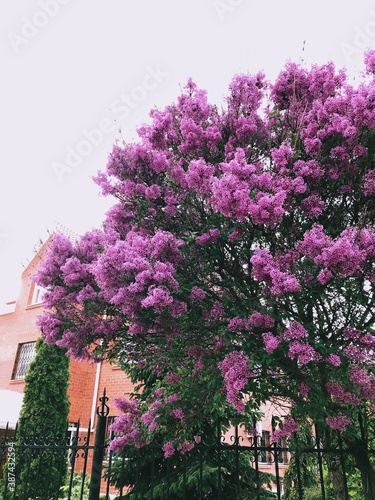 Beautiful purple flowers. Nature, beauty, botany, flora. Botanic photography. Lilac