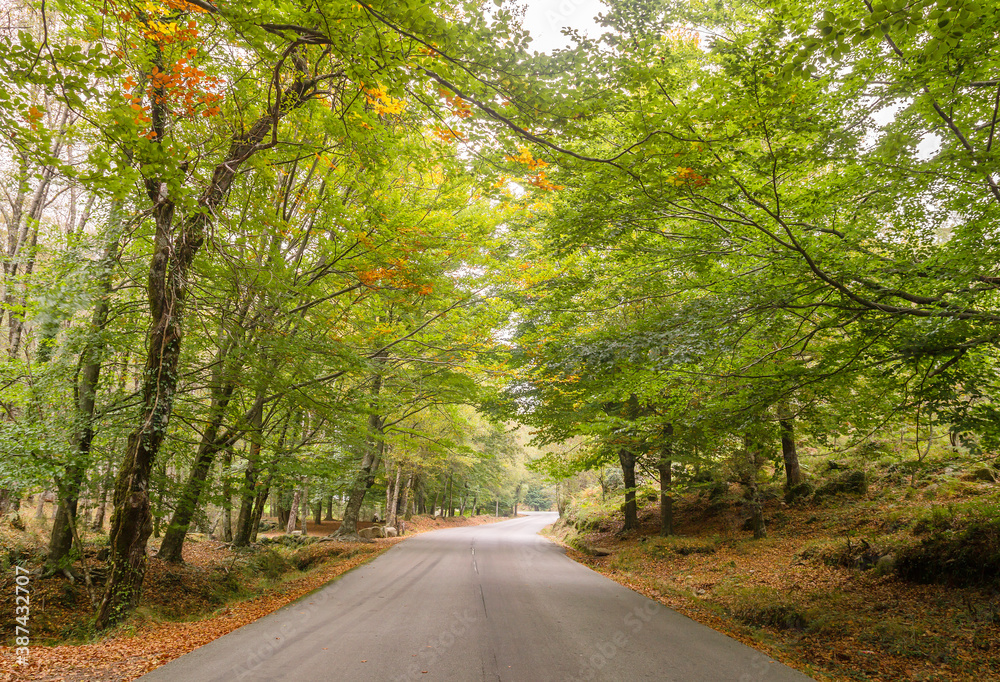 Road in autumnal forest