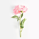 beautiful peony flower on pink color on white background. flat lay, square frame