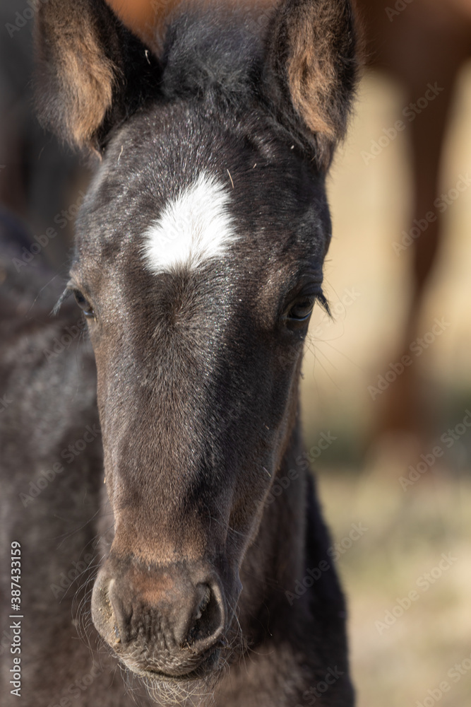Wild Horse Foal in Spring in the Utah Desert Wild Horse Foal in Spring in the Utah Desert