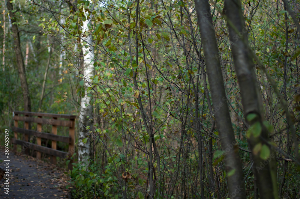 A defocused picture of the trees growing by a wooden track. Kampinos National Park in the autumn, Warsaw, Poland. A defocused picture of the trees growing by a wooden track. Kampinos National Park in the autumn, Warsaw, Poland.