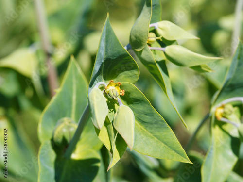 (Euphorbia lathyris) Plant d'euphorbe épurge à inflorescence jaune verdâtre en forme de coupelles au centre de feuilles vert-bleuté, opposées, lancéolées en croix sur tige photo