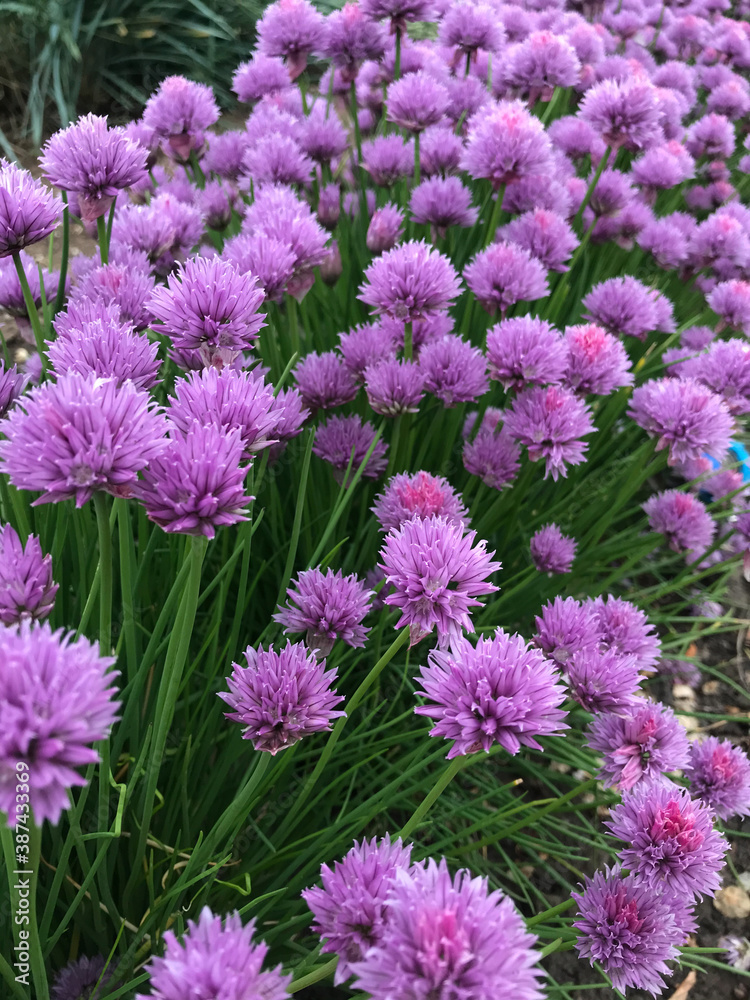 Beautiful purple flowers. Nature, beauty, botany, flora. Botanic photography. Beautiful purple flowers. Nature, beauty, botany, flora. Botanic photography.