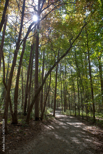 A forest hiking trail illuminated by bright sunlght filtered through autumn trees.