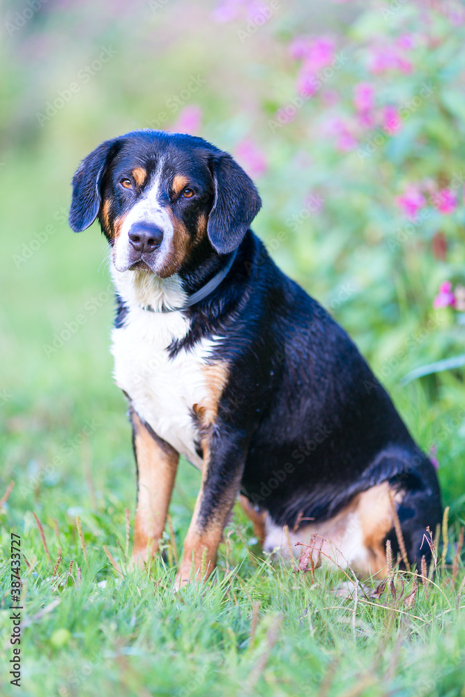Swiss mountain dog, entlebuhr mountain dog, boy, three years old. Swiss mountain dog, entlebuhr mountain dog, boy, three years old.