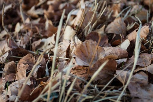 fallen tree leaves on the ground. Autumn.