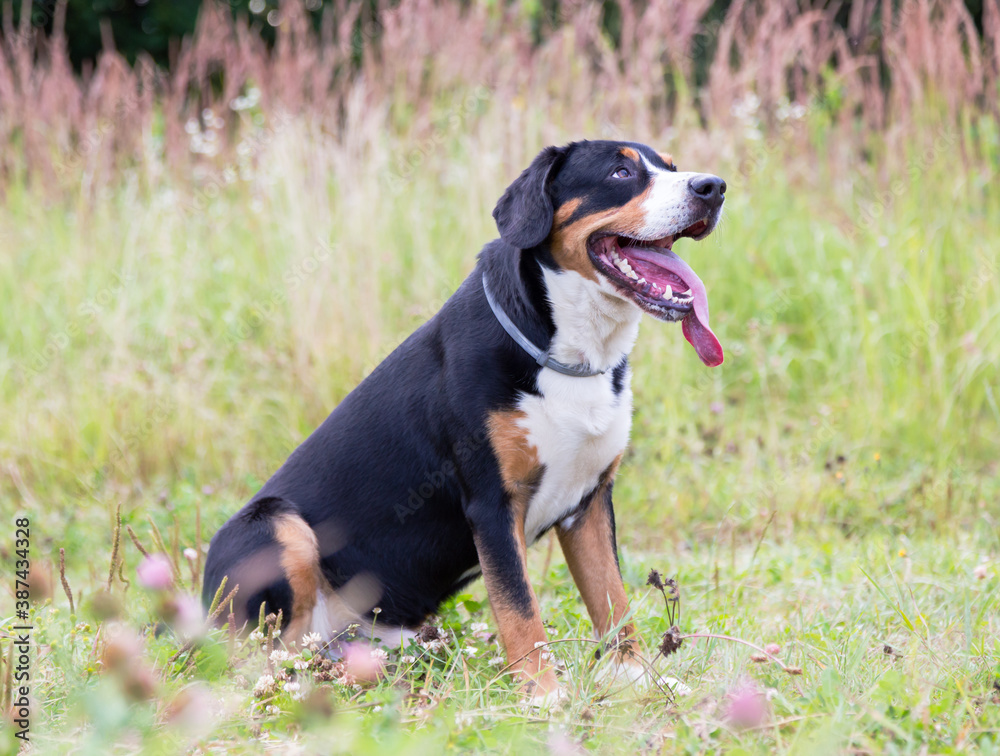 Swiss mountain dog, entlebuhr mountain dog, boy, three years old.