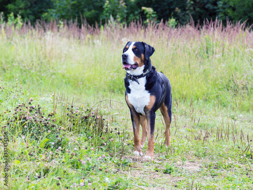 Groß Mountain Dog, large Mountain dog. © Alexander