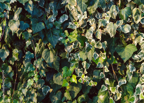 Background of natural ivy leaves. photo