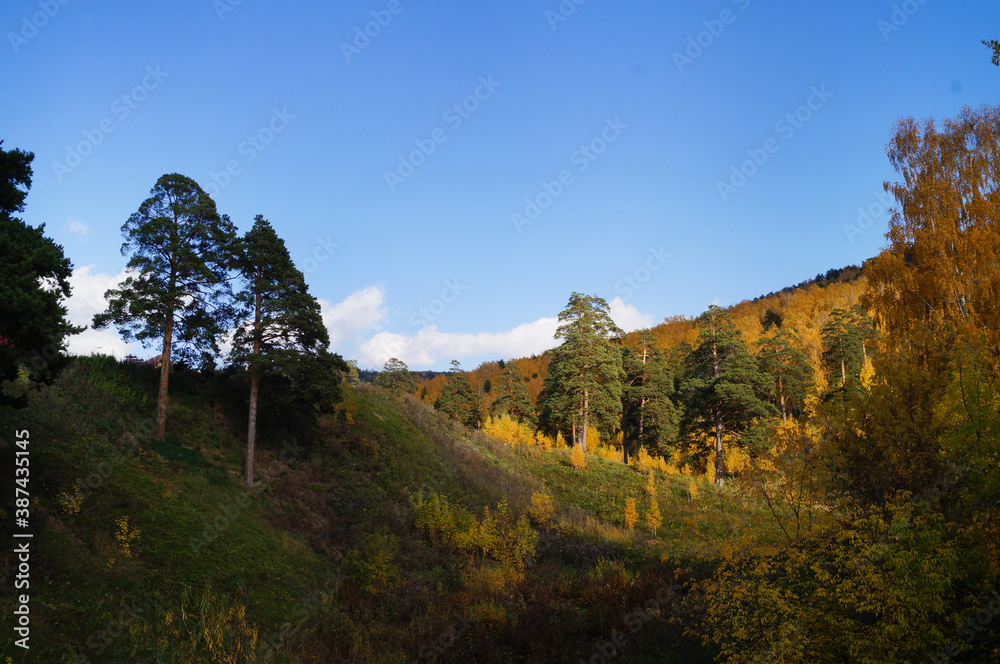 beautiful autumn forest landscape: blue sky, mountains (hills), birches, pines and maples