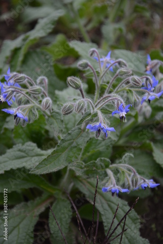 Borago officinalis: edible flowers bloom in the garden in summer photo