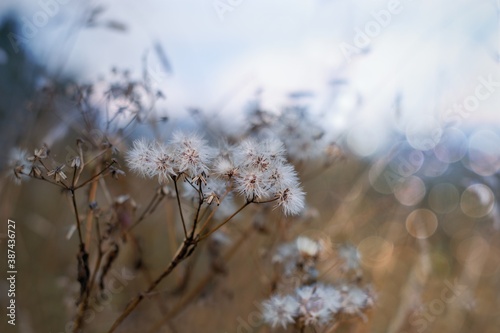 Soft focused blurred autumnal nature photography . Dry plants with defocused sky on the background.