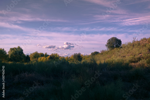 krajobraz drzewa liście niebo chmury błękit róż natura trawa