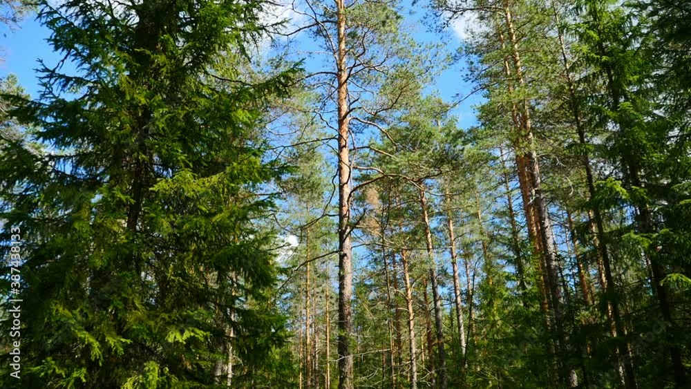 beautiful summer forest landscape panorama from top to bottom beautiful summer forest landscape panorama from top to bottom