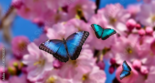 butterfly closeup on a pink flower bush. © Njay
