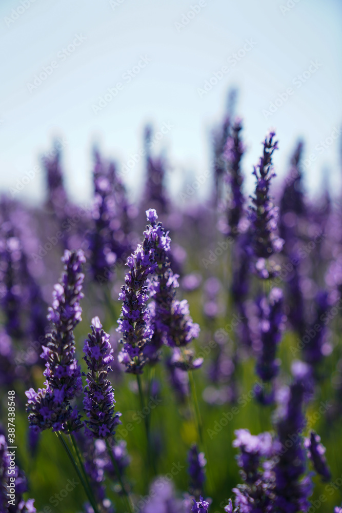 Lavender in Provence Lavender in Provence