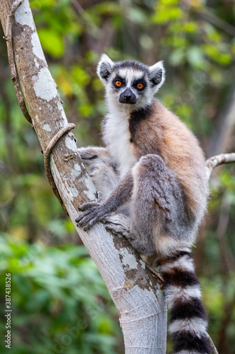Ring tailed lemur looking at camera. Isalo National Park. Madagascar
