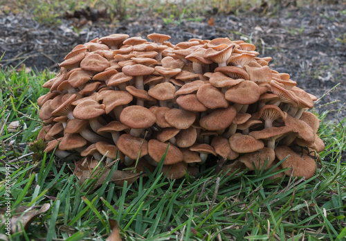 Group of small Mushrooms growing in a Cluster