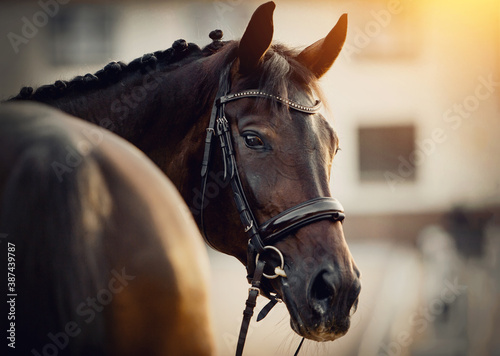 Portrait sports brown stallion in the bridle. Equestrian sport. © Azaliya (Elya Vatel)