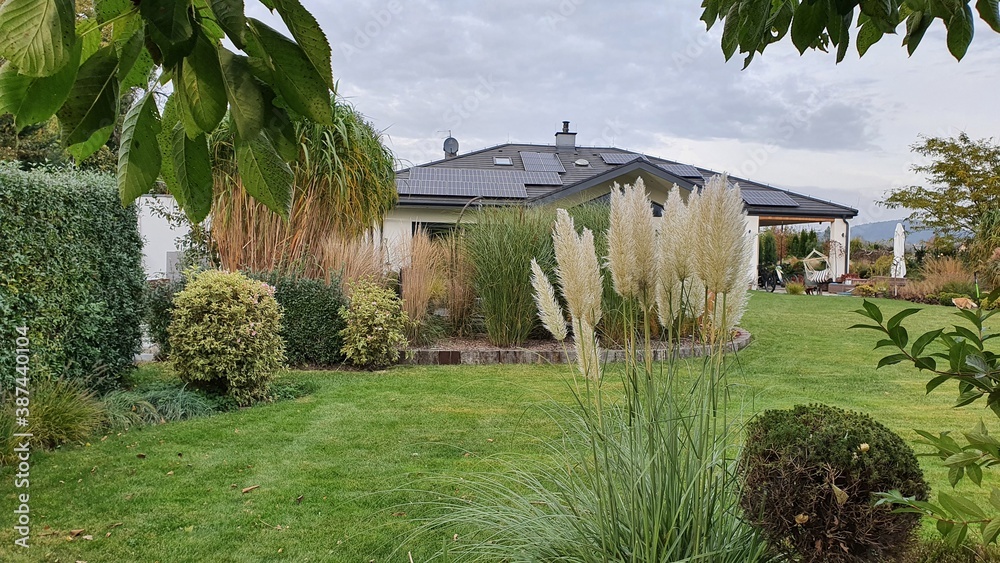 Obraz premium Trawa pampusowa w ogrodzie