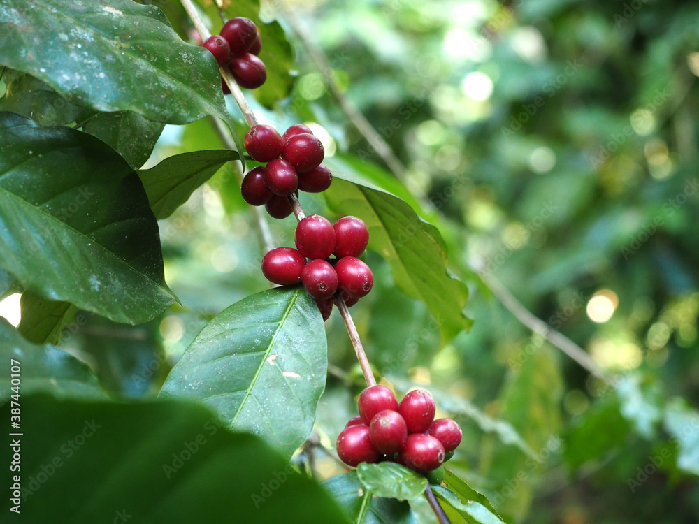 Red ripe Arabica coffee sherry bean with branch on tree in the plantation.