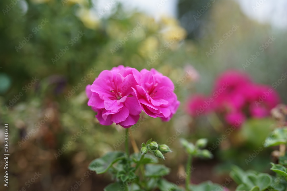 Blümchen in der Natur Blümchen in der Natur