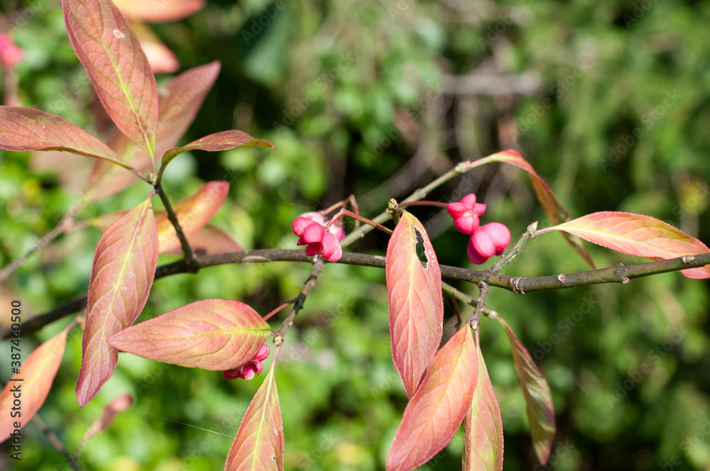Obraz premium a twig of an european spindle shrub with red fruits