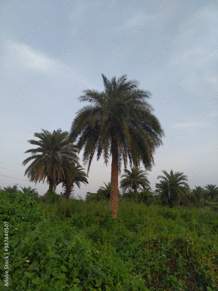 Palm Trees and Landscape