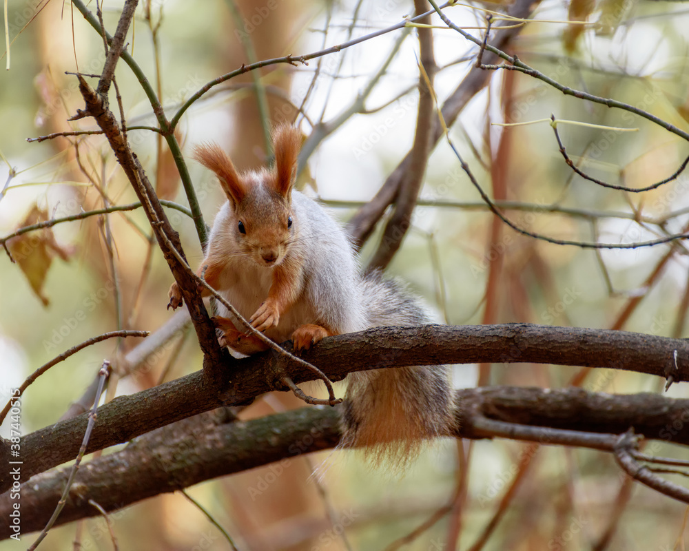 Fluffy squirrel sitting on a tree among the branches in the autumn forest, close-up Fluffy squirrel sitting on a tree among the branches in the autumn forest, close-up