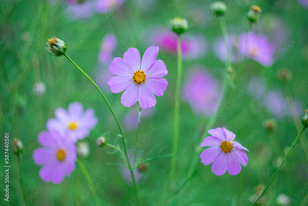 Pink flowers of
cosmeya on a green natural background. Pink flowers of
cosmeya on a green natural background.