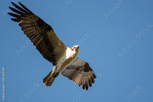 Lone Osprey Flying in a Blue Sky While Making Direct Eye Contact
