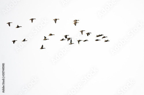 Flock of Mallard Ducks Flying on a White Background © rck