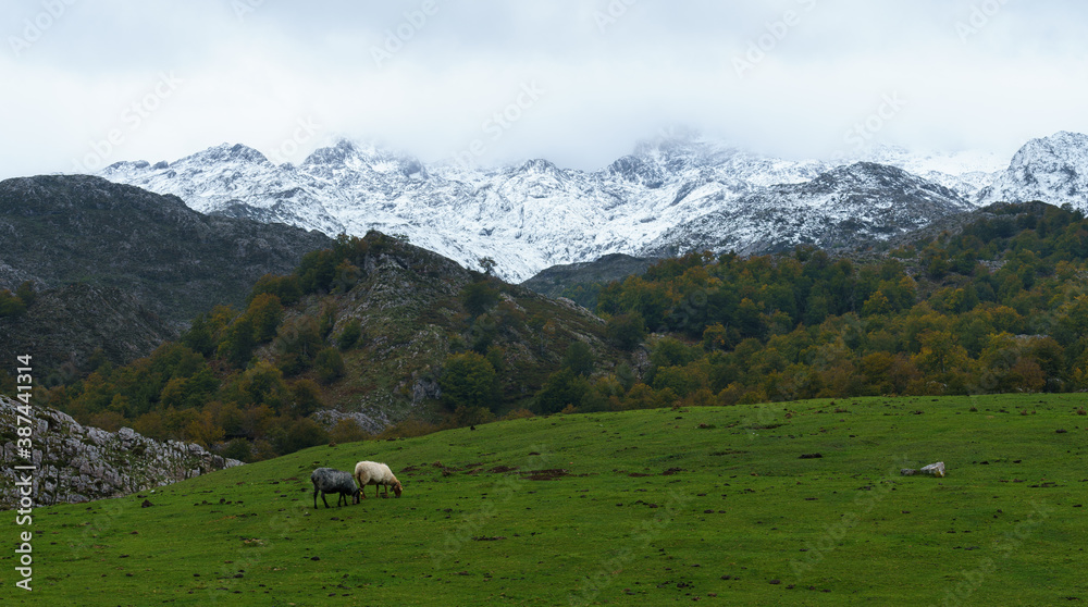 SHEEP IN PICOS
