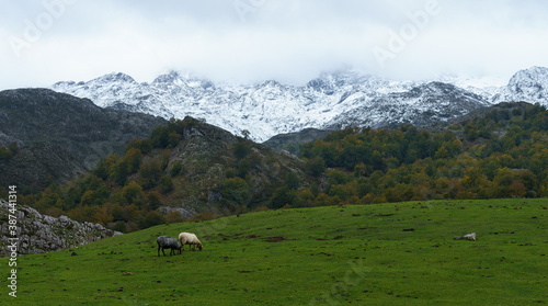 SHEEP IN PICOS