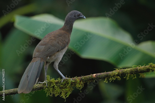 Grey-headed chachalaca (Ortalis cinereiceps) photo