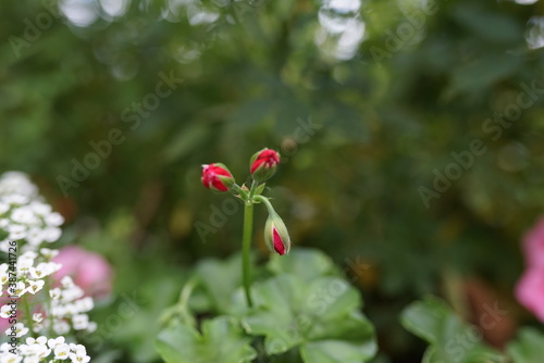 Bl  mchen in der Natur