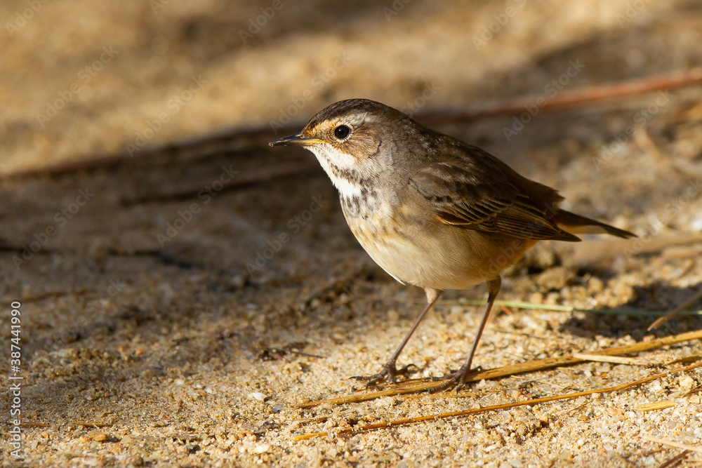 Bluethroat, Luscinia svecica, Doñana National Park, juvenile bird, Spain Bluethroat, Luscinia svecica, Doñana National Park, juvenile bird, Spain