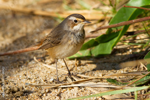 Bluethroat, Luscinia svecica, Doñana National Park, juvenile bird, Spain photo