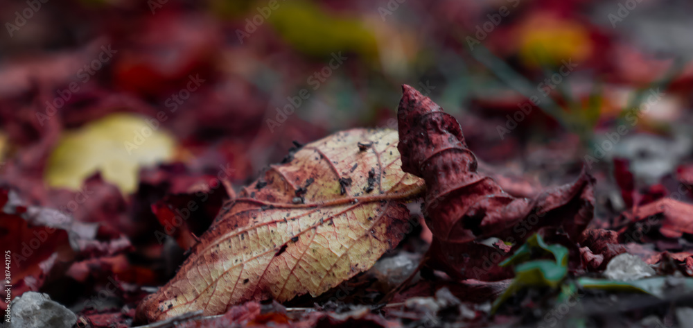 red maple leaf at autumn red maple leaf at autumn