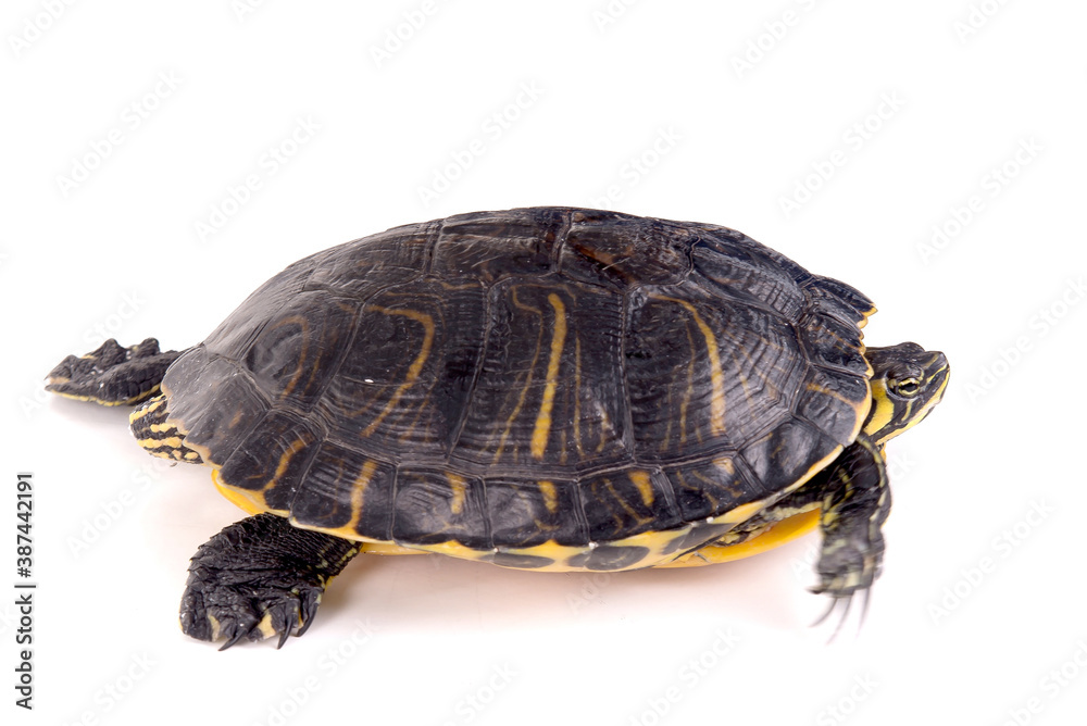 Obraz premium turtle
