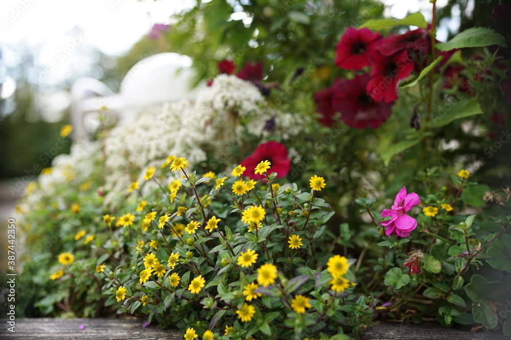 Blümchen in der Natur