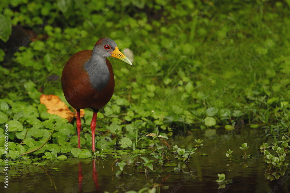 Fototapeta premium Grey-necked wood rail (Aramides cajaneus)