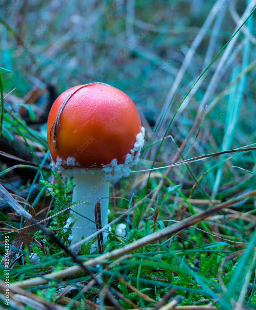 Young toadstool grown on moss in the forest Young toadstool grown on moss in the forest