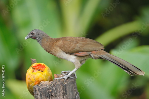 Grey-headed chachalaca (Ortalis cinereiceps) photo