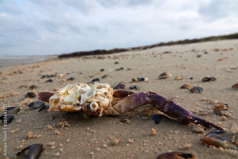 Skeleton of a scary dead crab on the sandy beach. Skeleton of a scary dead crab on the sandy beach.